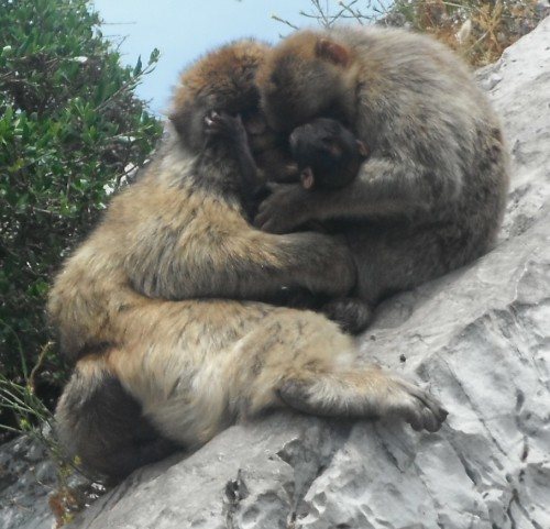 3-6-12 13h57 Gibraltar  macaques carré.jpg