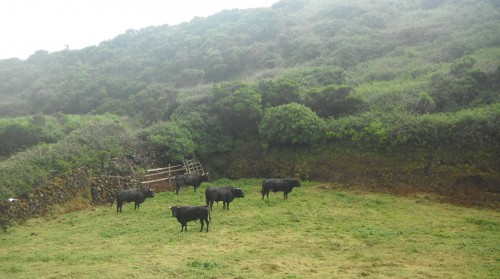 2014-06-14 16h56  taureaux de Terceira Açores.JPG