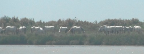 22-5-12 15h46Guadalguivir troupeau de chevaux (2).JPG