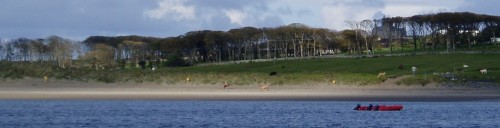 vaches sur la plage de Mullaghmore.jpg