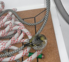 2012-10-06  18h21 en route vers Roscoff petit oiseau jaune écoute GV.JPG