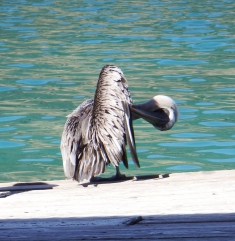 antilles,iles vierges