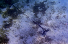 antilles,grenadines,tobago cays